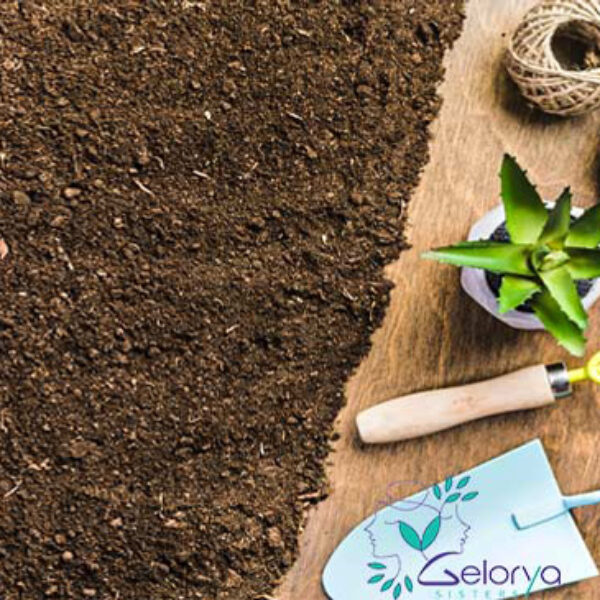 خاک تراریوم و ابزار کاشت گل و گیاه و یک کاکتوس