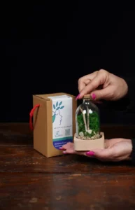 مینی موساريوم