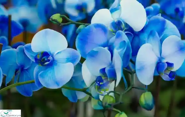 گل ارکیده آبی قشنگ
