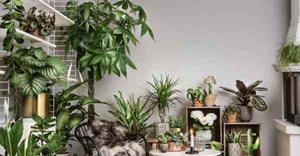 گیاهان آپارتمانی برای تصفیه هوا