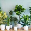 گیاهان آپارتمانی برای تصفیه هوا