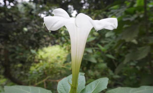 گل تاتوره گل شیپوری سفید