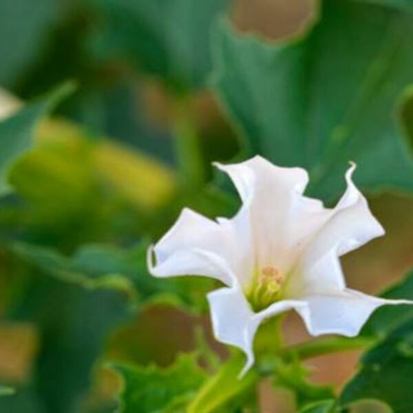 گل تاتوره سفید در باغ