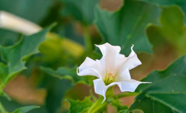 گل تاتوره سفید در باغ