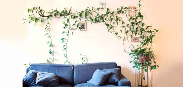 انواع گیاهان آپارتمانی رونده