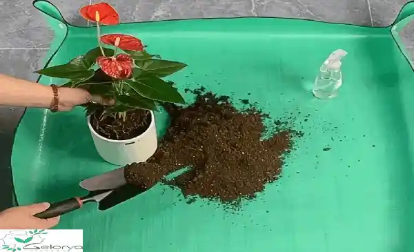 عوض کردن خاک گلدان به همراه یک سفره سبز