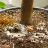 علت سفیدک زدن خاک گلدان چیست