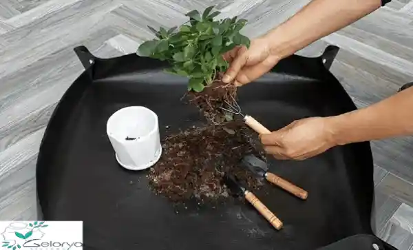ابزار مناسب برای تعویض خاک گلدان