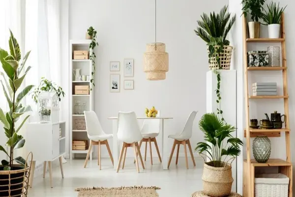 گیاهان آپارتمانی چطور از نور استفاده می کنند؟