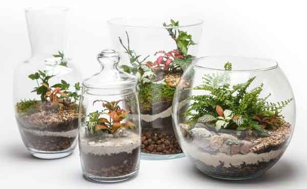 انواع خاک مناسب برای گیاهان تراریوم