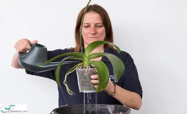 خانمی که دارد به گیاه آب می دهد. بهترین آب برای گیاهان