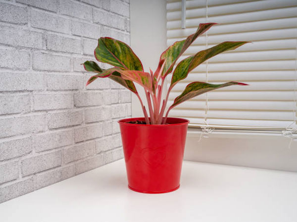 گیاه آپارتمانی مارنتا در یک گلدان قرمز