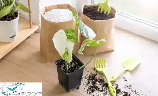 گیاه پتوس در خاک با چنگال سبز پلاستیکی