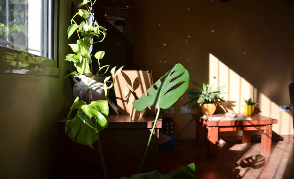 گیاه پتوس در کنار خانه و زیر نور