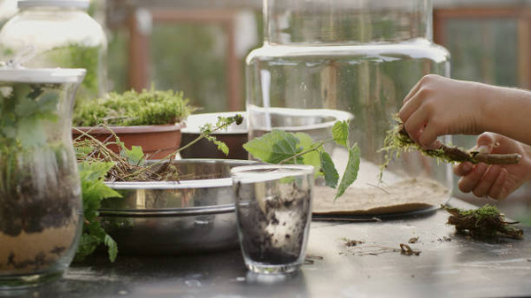 تمیز کردن گیاهان تراریوم آبی و یک لیوان خاک برای ساخت تراریوم آبی